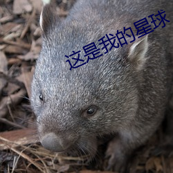這是我的星球