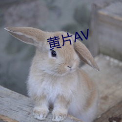 黄片AV