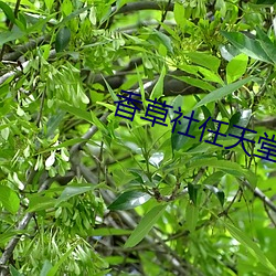 香草社任天堂 机宜）