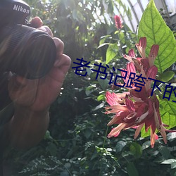 老書記跨下的呻吟男男