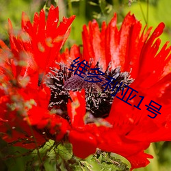 维多利亚1号