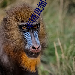 半糖直播平台