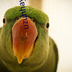 uzunhayalazim
