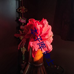 本子库 绅士