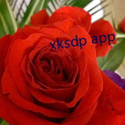 xksdp app