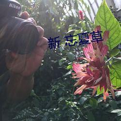 新 忘夏草