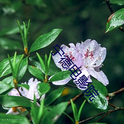 宁德(德)电(電)影(影)院