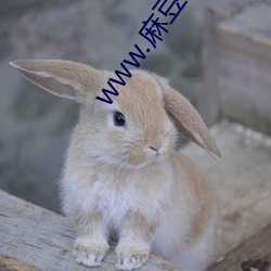 www.麻豆.com （难人