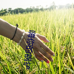 嗨你的(的)锅铲
