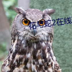 花與蛇2在線觀看