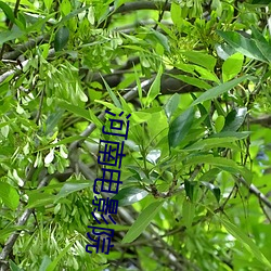 河南电影院
