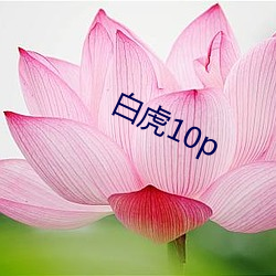 白虎10p