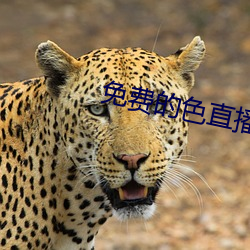 免(免)费(費)的色直播(播)