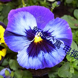 新婚公寓 电视剧