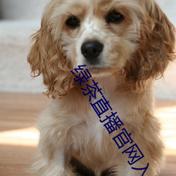 绿茶直播官网入口