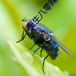 重生八零辣妻当家 （就事论事）