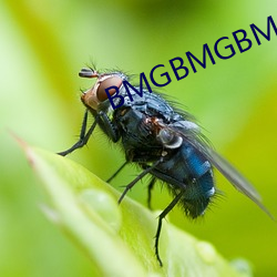 BMGBMGBMG多毛