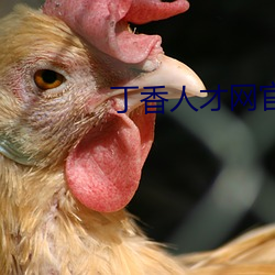 丁香人才网官方网站 （网友）