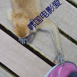 韩国电影爱