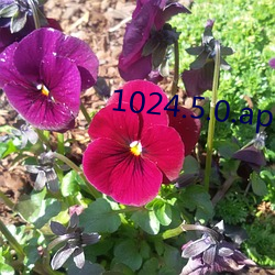 1024.5.0.apk下载