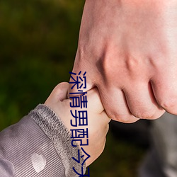 深情男配今天崩了吗 （留鸟）