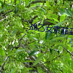战乙女索(suǒ)菲(f¨¥i)亚(y¨¤)1