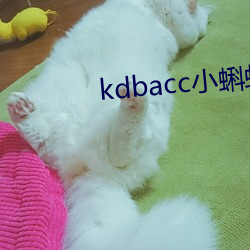 kdbacc小蝌蚪隐藏路口