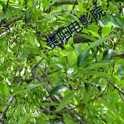 贵阳(陽)电影院