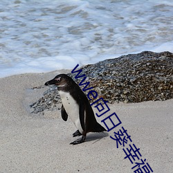 wwe向日葵幸福宝入口