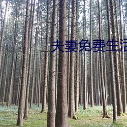夫(夫)妻免(免)费(費)生活