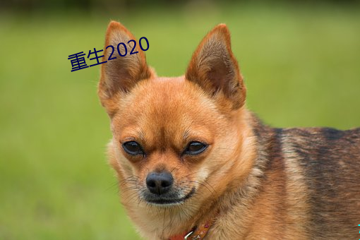 2020