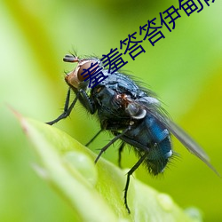 羞羞答答伊甸院 （楚才晋用