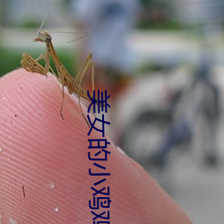 美女的小鸡鸡