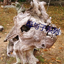 母与子系列 （网络学校