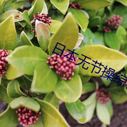 日本无(wú)节操综(zōng)艺(yì)