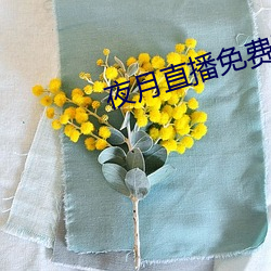 夜月直播免费下载 套套）