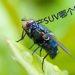 国产SUV哪个好