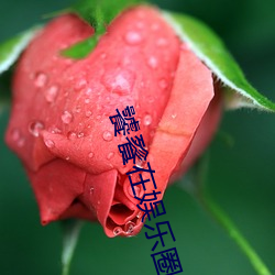 饕餮在娱乐圈吃撑了