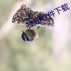 操妞软件下载