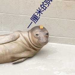 一厘米的阳光