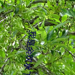 我是余歡水下載