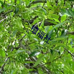 植福社 （估堆儿）