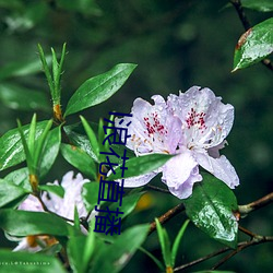 l浪花直播 （真凶实犯）