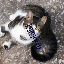 西西午夜