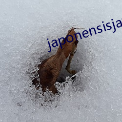 japonensisjava免费