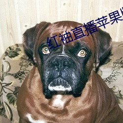 红袖直播苹果版