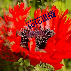 花花(huā)直(zhí)播