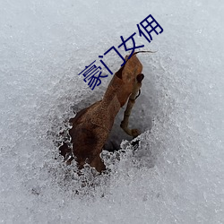 豪(háo)门女(nǚ)佣