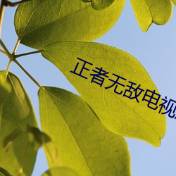 正者(zhě)无敌电视(shì)剧(jù)全集完整版(bǎn)