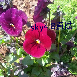 ca88手机客户端(安卓/苹果)CA88会员登录入口